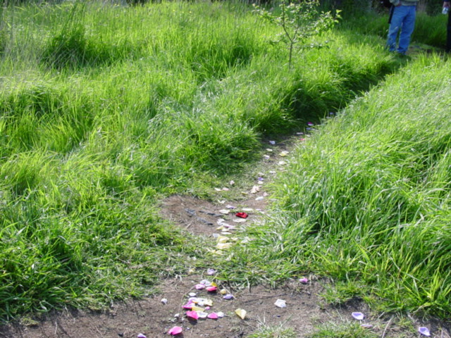 petal trail_1