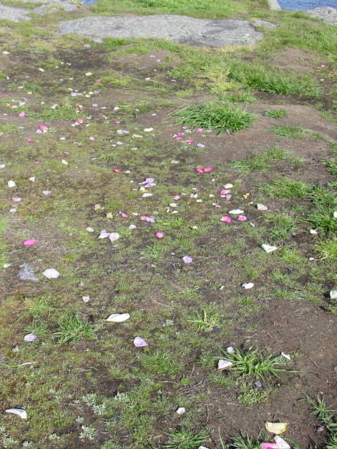 petals on grass