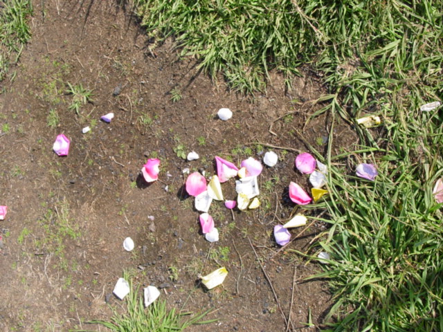 petals on trail