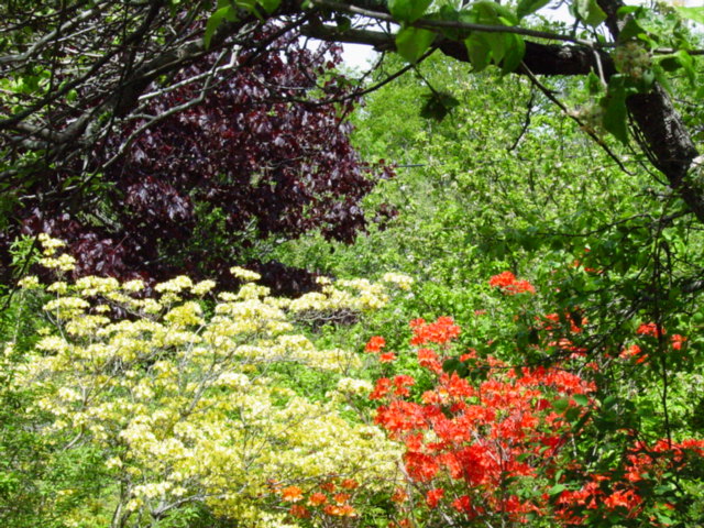 japanese maple closer