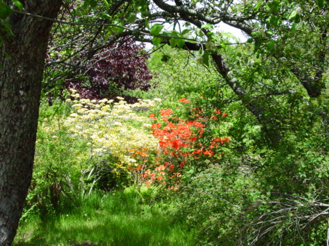 japanese maple