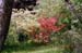 japanese maple_1